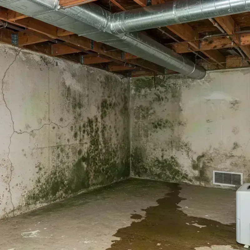 Professional Mold Removal in Geneva, IL